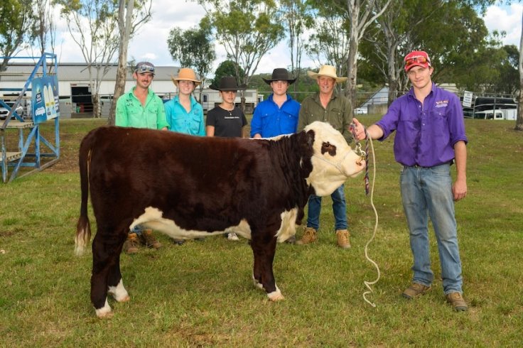 Showing a Hereford stud female are (from left) William York, Amy Collins, Madison Unsworth, Jacob Costello, Robert Ogilvie and Hamish Swanbrough. Showing a Hereford stud female are (from left) William York, Amy Collins, Madison Unsworth, Jacob Costello, Robert Ogilvie and Hamish Swanbrough.