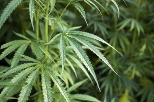 Cannabis Cannabis
