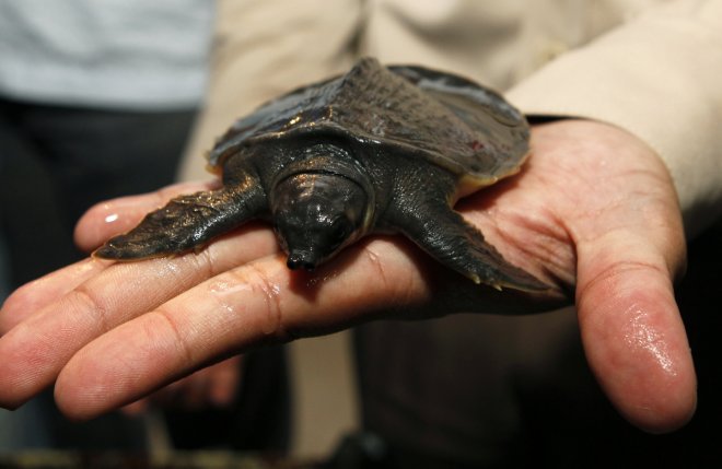 Indonesia arrests Japanese man for reptile smuggling