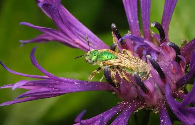 The Bees That Change Color With the Weather And What Their Sh...