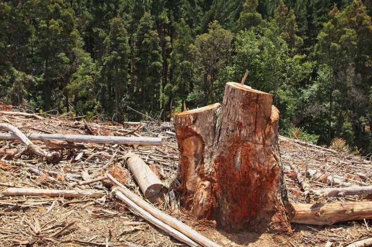 Deforestation Deforestation