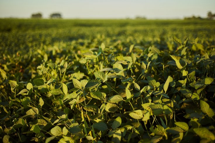Soy Farm