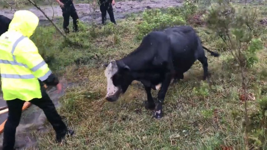 Watch cow stuck in drain charge at rescuers after being freed