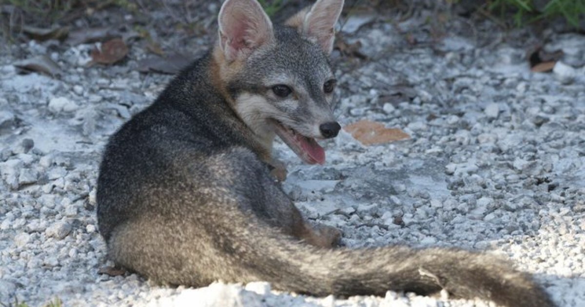 Rare Cozumel Dwarf Fox Photographed Alive for First Time in Ov...