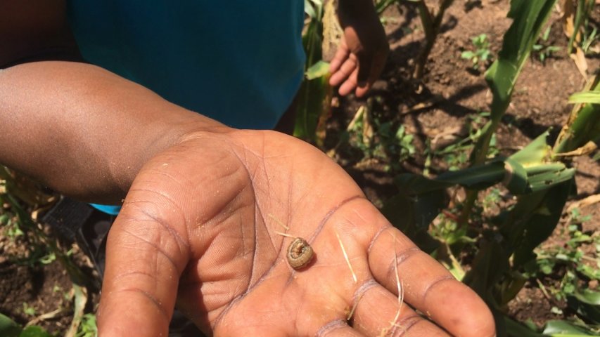 Video shows how devastating armyworm is for farmers in Kenya
