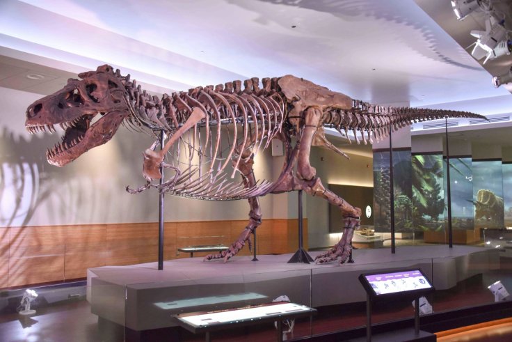 Why T. Rex Had a Huge Head and Tiny Arms: Scientists Uncover E...