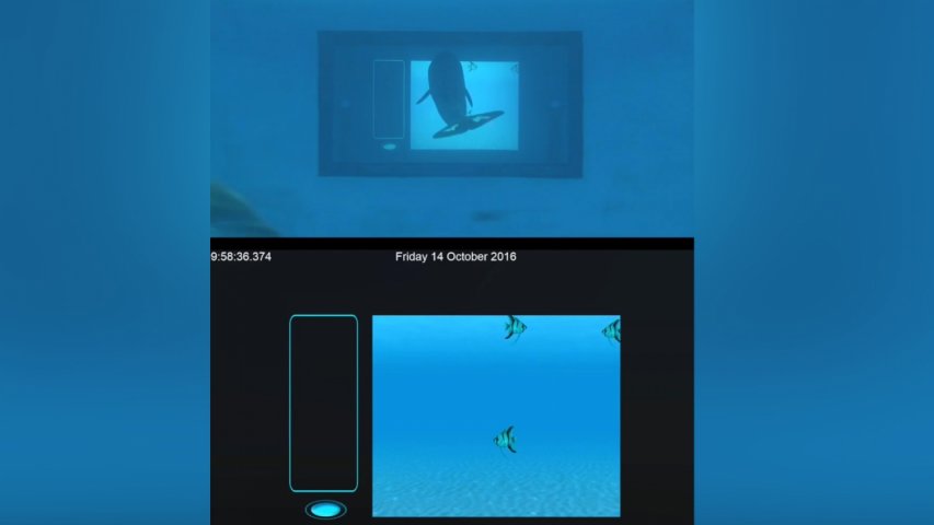 Dolphins are intelligent enough to operate touchscreens