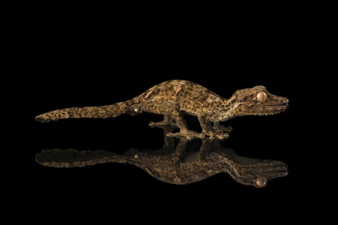 Singapore: ICA seizes 5 leopard geckos at Woodlands Checkpoint Singapore: ICA seizes 5 leopard geckos at Woodlands Checkpoint