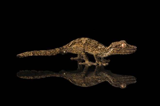 Singapore: ICA seizes 5 leopard geckos at Woodlands Checkpoint