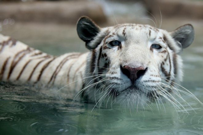 Omar, Singapore Zoo's white tiger, dies at 17 after failing health Omar, Singapore Zoo's white tiger, dies at 17 after failing health