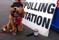 Dogs at polling stations takes social media by storm yet again