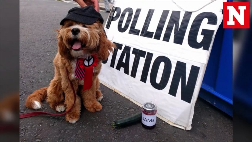 Dogs at polling stations takes social media by storm yet again