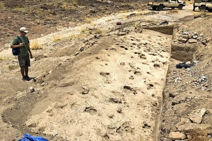 An overview of the excavated track surface with a mix of deeper hippopotamus and antelope footprints and shallower hominin tracks visible
