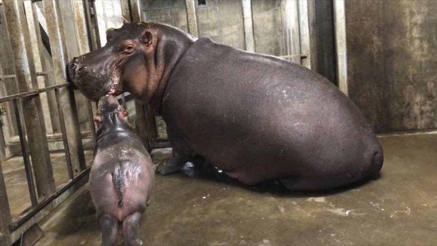 Watch the moment baby hippo is reunited with family after separation at birth