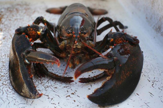 Lobster eggs seized in Indonesia