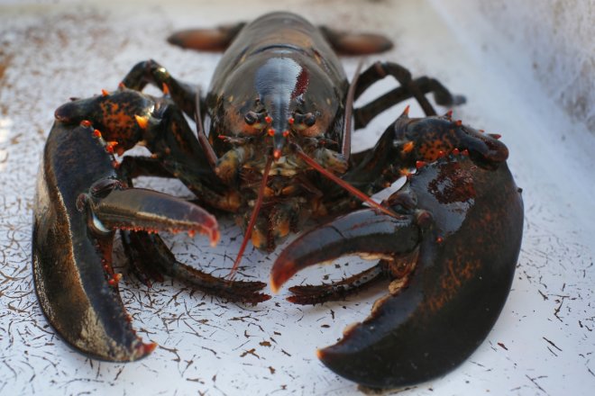 Lobster eggs seized in Indonesia Lobster eggs seized in Indonesia