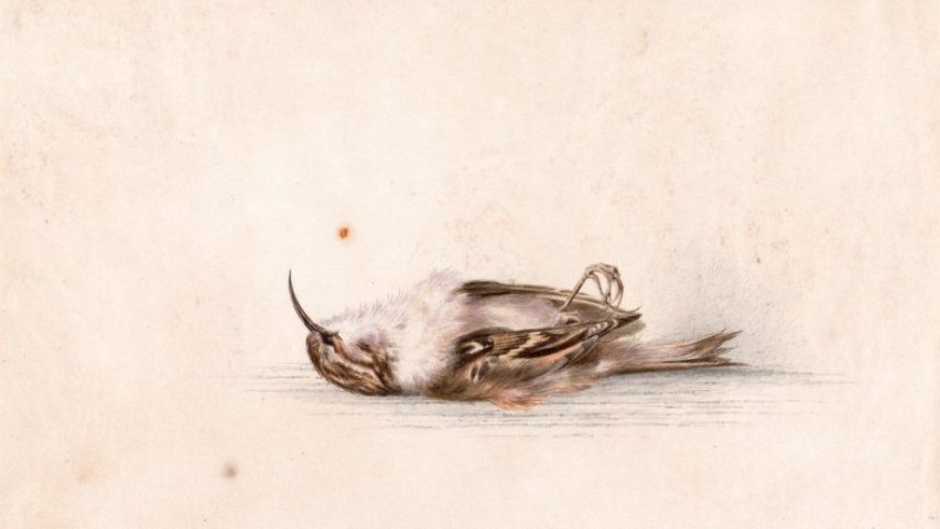 Antarctic Heritage Trust finds 118 year old painting in Antarctica