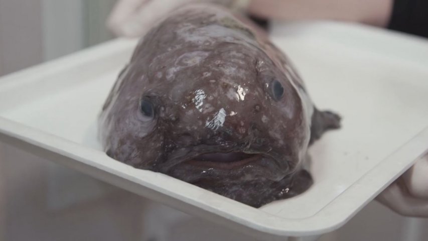 Expedition to deep Australian Abyss reveals bizarre sea monsters