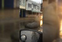 Massive sea lion casually blocks traffic in middle of Chilean town Massive sea lion casually blocks traffic in middle of Chilean town