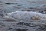 Stranded beluga whale returned to its family in bi-national rescue Stranded beluga whale returned to its family in bi-national rescue