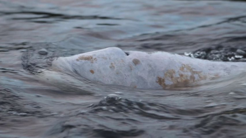 Stranded beluga whale returned to its family in bi-national rescue