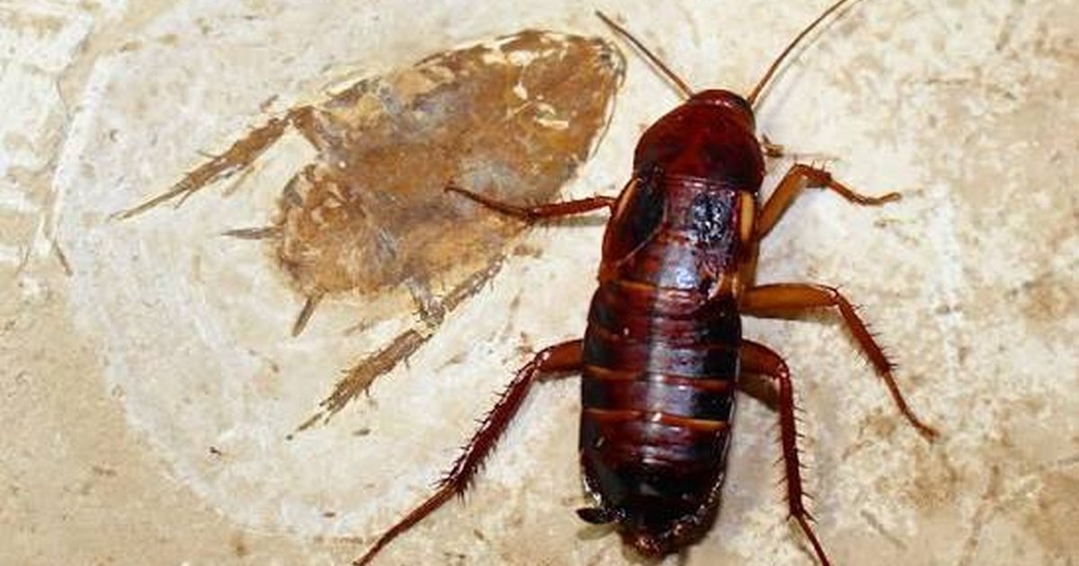 What Is Cockroach Milk? Scientists Win 2026 Ig Nobel Prize for Bizarre Discovery