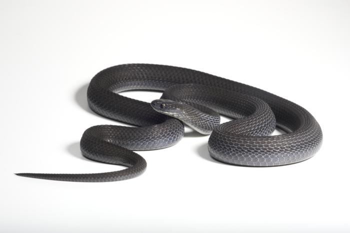 Dasypeltis albigularis Dasypeltis albigularis