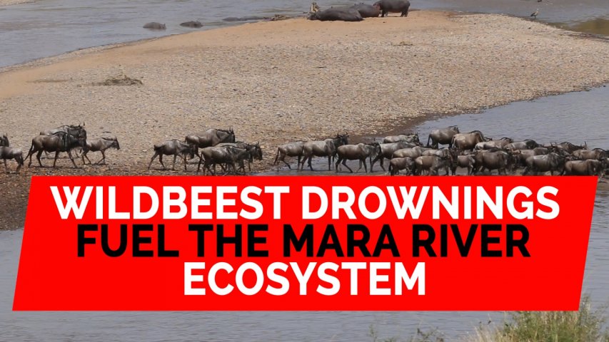 Wildbeest drownings fuel the Mara River ecosystem