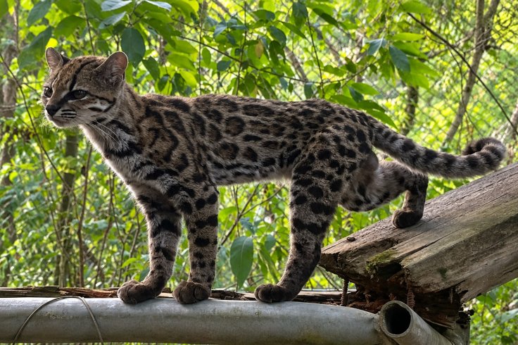 New Cat Species Found After 100 Years Meet The Tiny Mini Leo New Cat Species Found After 100 Years Meet The Tiny Mini Leo