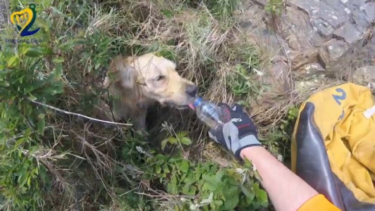 Watch the moment stranded dog is rescued after falling down a 15ft cliff