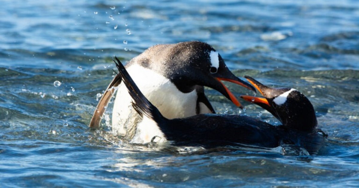 Photo: ibtimes.sg First New Penguin Species Discovered in Over 100 Years