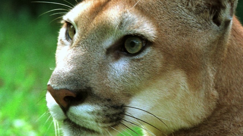 Fearsome mountain lions are terrified of an even more vicious super-predator – humans