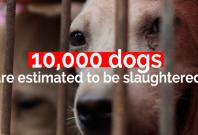 Eating dogs for health? The Yulin Dog Meat Festival Eating dogs for health? The Yulin Dog Meat Festival