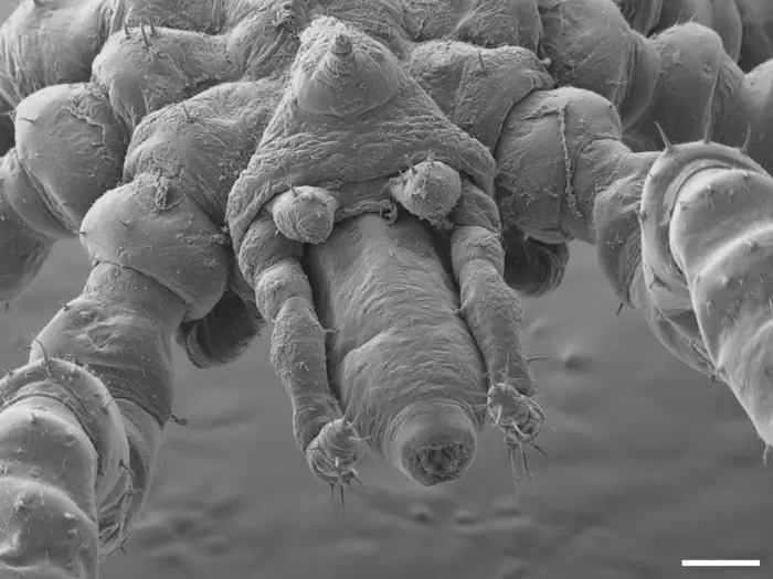Tanystylum kiixin's face at 100-micrometre scale.