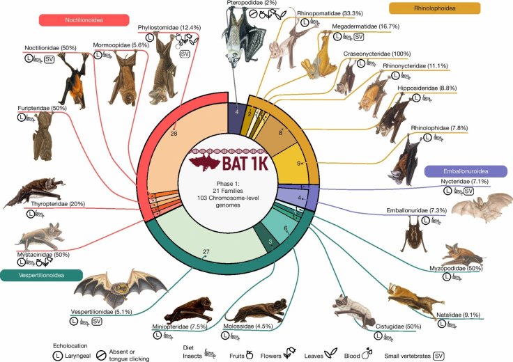 Bats May Have Begun Flying 65 Million Years Ago, New Study Finds