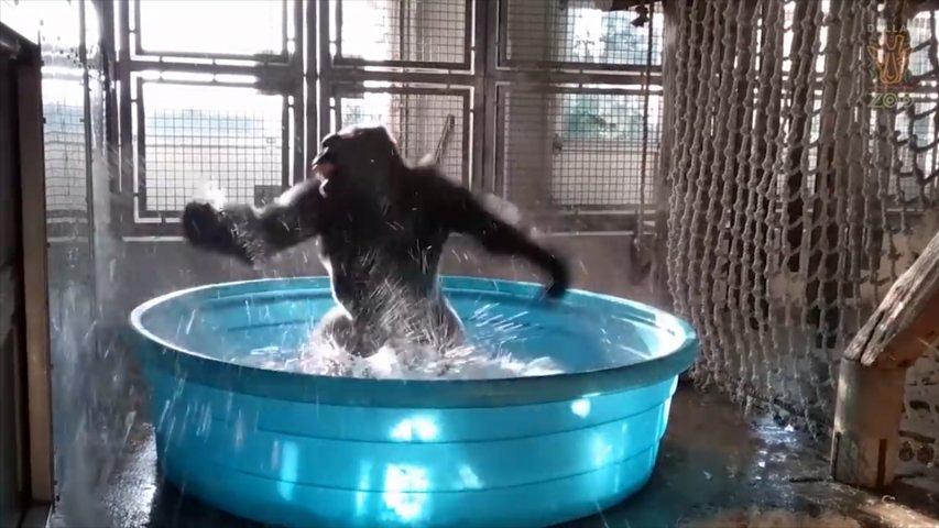 This Break-dancing gorilla in a paddling pool will make your day