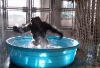 This Break-dancing gorilla in a paddling pool will make your day This Break-dancing gorilla in a paddling pool will make your day
