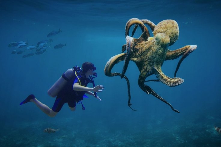 World Octopus Day 2026: Why Are Octopuses Considered One of th...