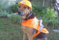 The best of #BringYourDogToWorkDay tweets The best of #BringYourDogToWorkDay tweets