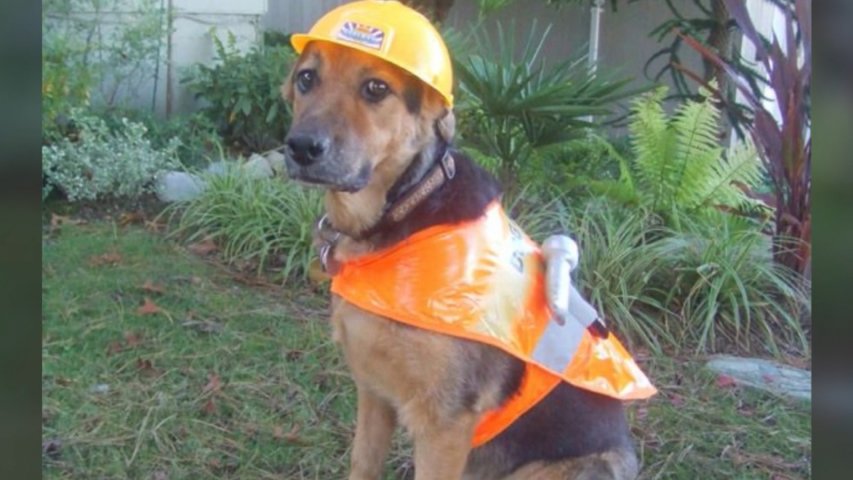 The best of #BringYourDogToWorkDay tweets