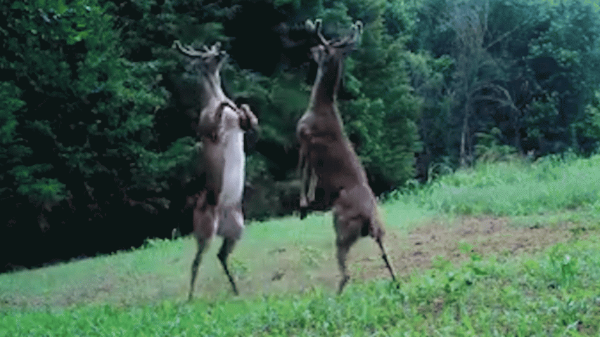 Deer locked in mortal combat over grazing ground in Tennessee