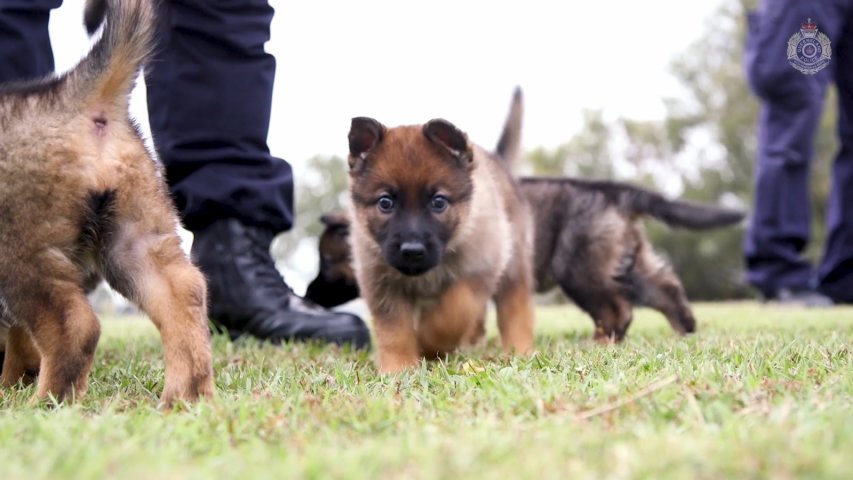 Queensland Police Forces adorable new recruits are of the fluffy variety