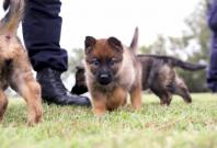 Queensland Police Forces adorable new recruits are of the fluffy variety Queensland Police Forces adorable new recruits are of the fluffy variety