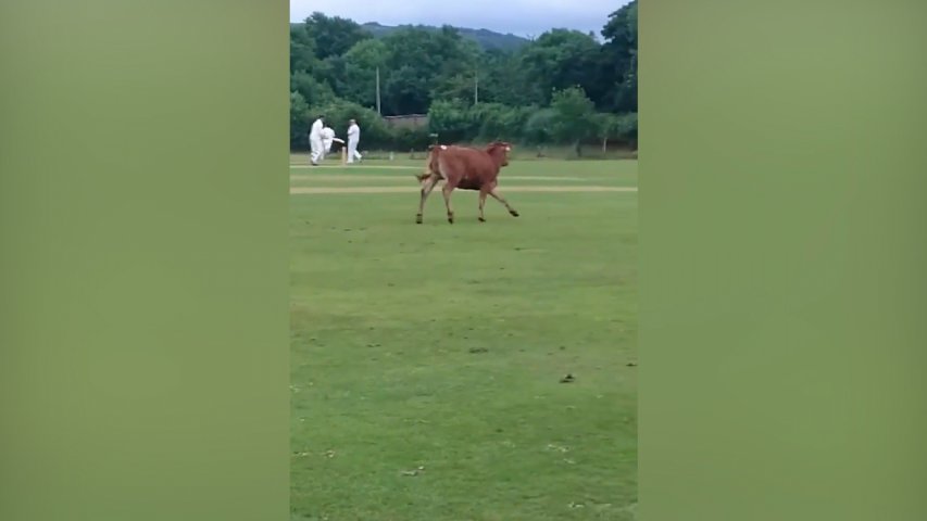 Watch this cow charge through a cricket match