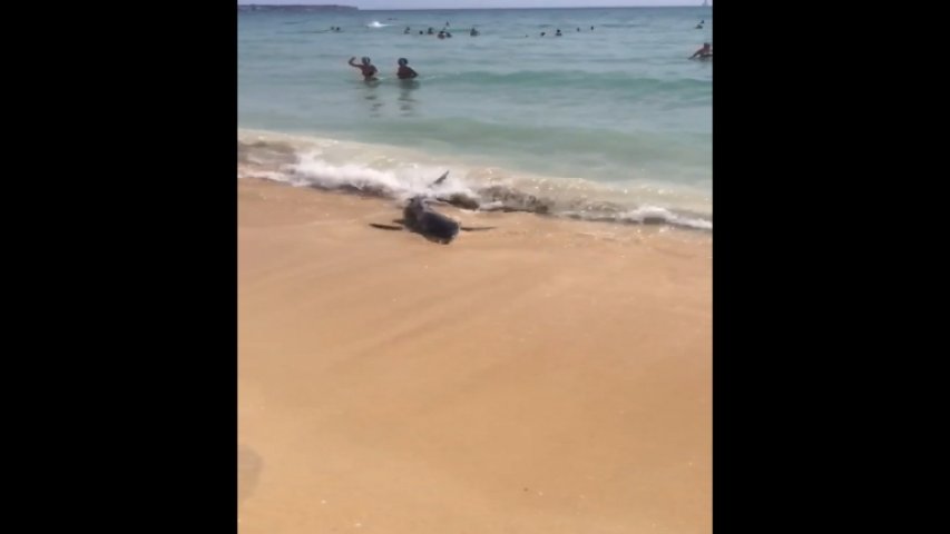Blue shark euthanised after swimming along shoreline in Majorca