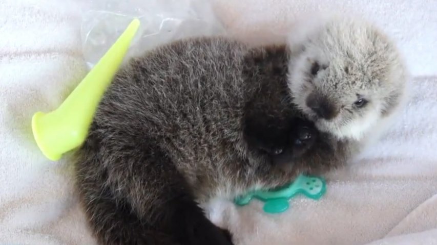 Adorable sea otter pup rescued from open waters