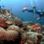 coral reefs coral reefs