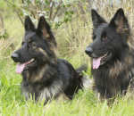 uber-hack-how-to-secure-account