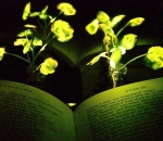 Glowing plants