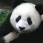 Panda Panda